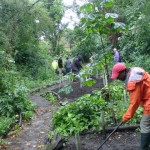 Volunteer Day - June 2014 - Mulching