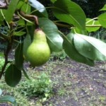 Small pear fruit