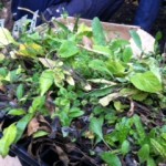 One of the trays of plants, ready to be planted.