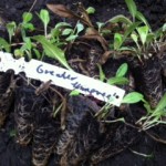 Greater Knapweed pluglets.