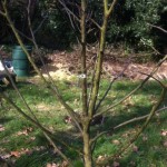 One of the planted, bare-leaf fruit trees