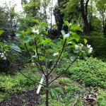 A recently planted fruit tree already with lots of blossom