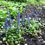 The deep blue racemes contrast strongly with the black soil.