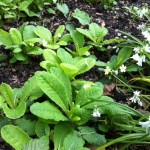 Some of the many primroses planted in October 2014 now fully flowering.