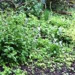 Bluebells and red campion flowers.