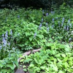 Recently planted bluebells in full flower competing with brambles and nettles.