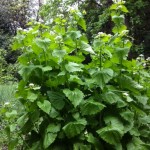 This large Garlic mustard plant is in full flower in The Glade area.