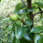 One of the many trees bearing fruit