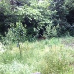 General view of The Glade showing fruit trees and grass