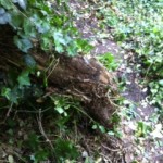 Fallen tree blocking the path, later removed.