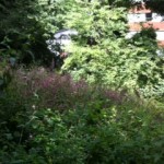 View of The Mound - lots of red campionin flower!