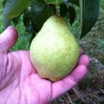 Fully grown pear fruit