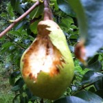 Fully grown pear - mostly eaten!