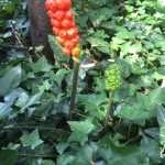 This plant, knows as Lords-and Ladies is a good indicator of shady woodland