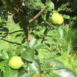 More pear fruits rapidly growing.