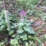 Spring flowering plant