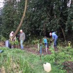 Volunteers planting a new hedge
