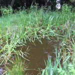 Pond with vegetation growing