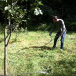 Scythe cutting in The Glade