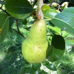 A Williams variety pear in good health