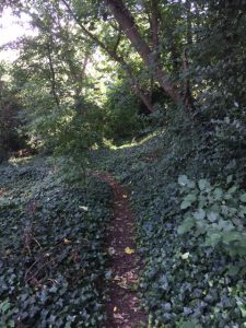 An internal footpath looking towards The Glade