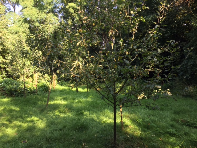 Pear tree, but without the pears!