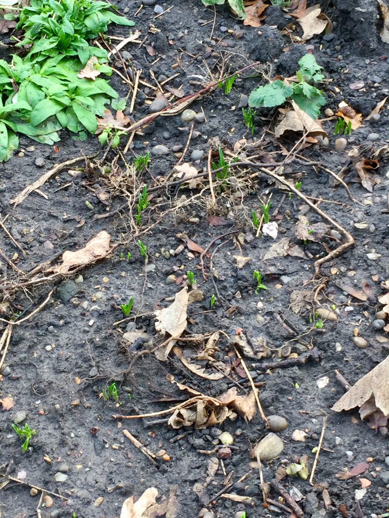 Emerging Bluebells