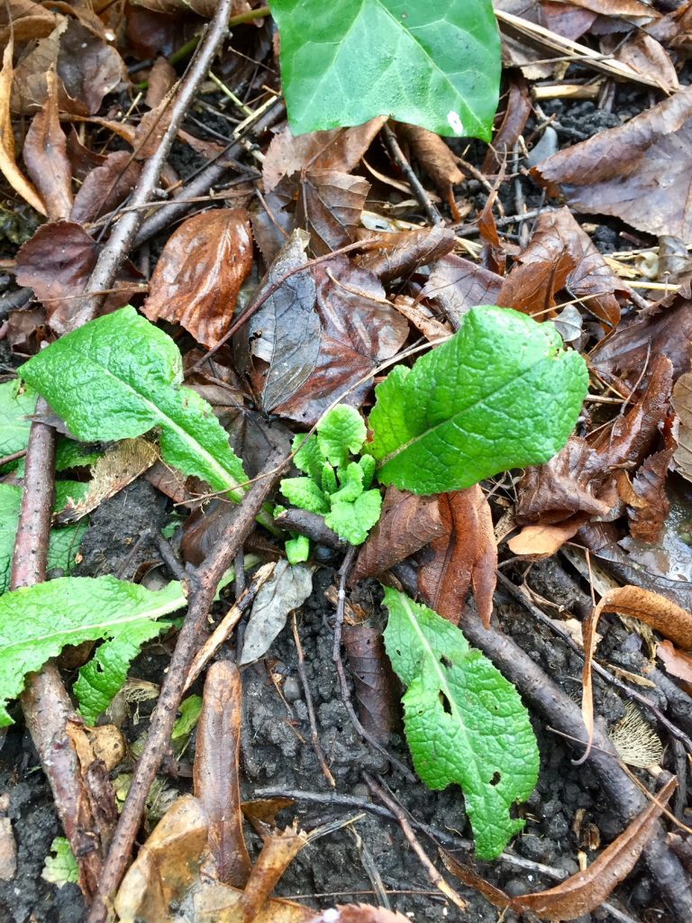 Emerging Primrose