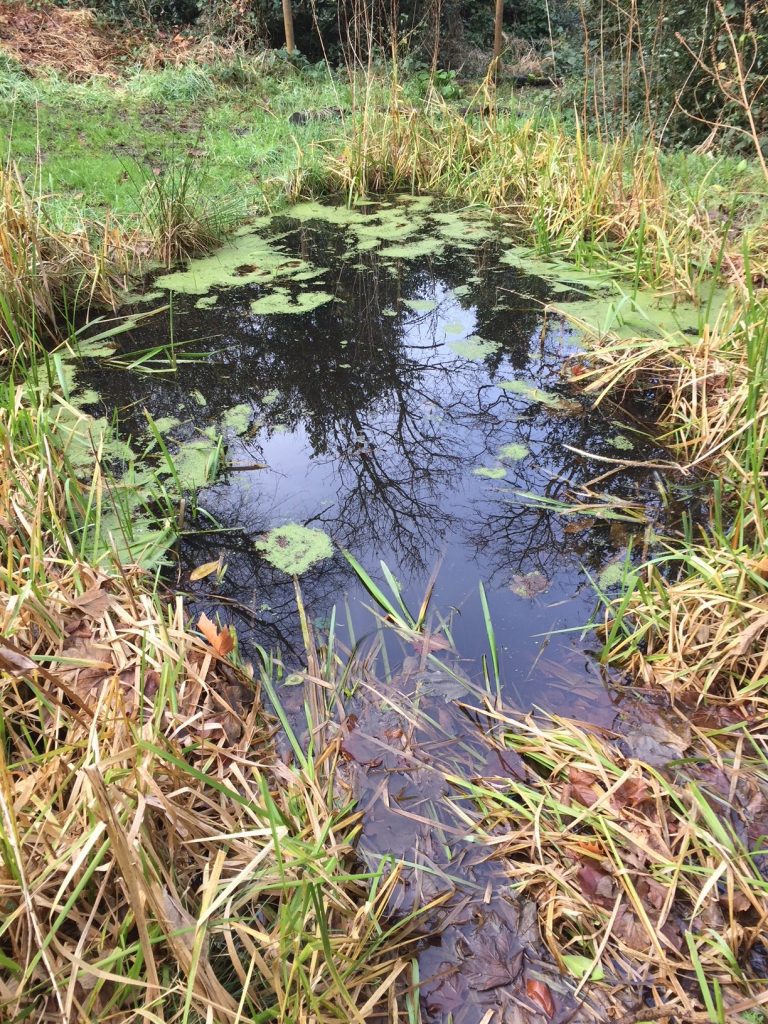 Full Pond