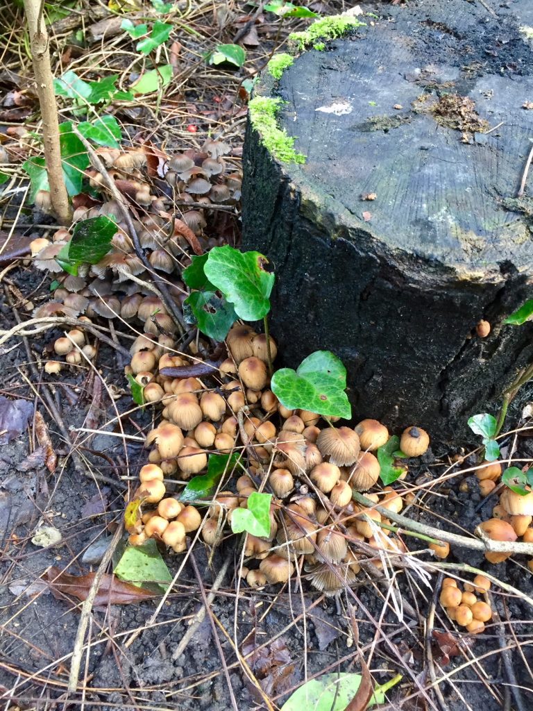 Fungus on Wood