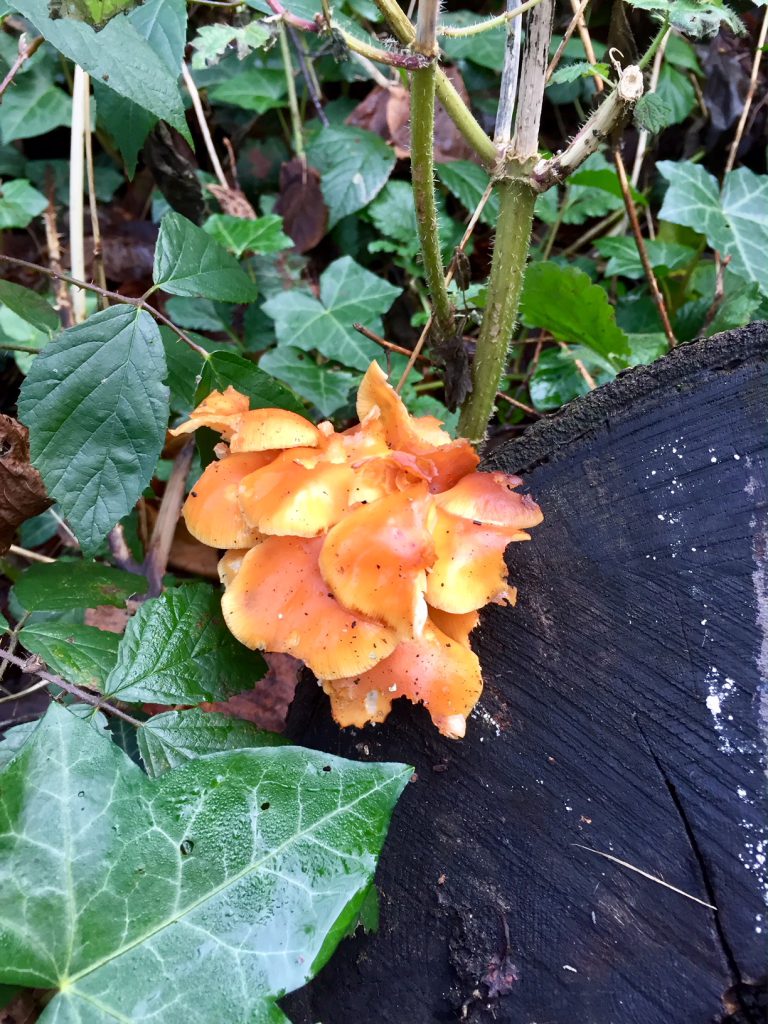 Orange Fungus on Wood
