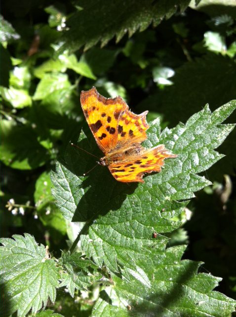 A butterfly perhaps a Comma?