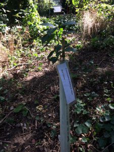 Keeping an eye on recently planted trees