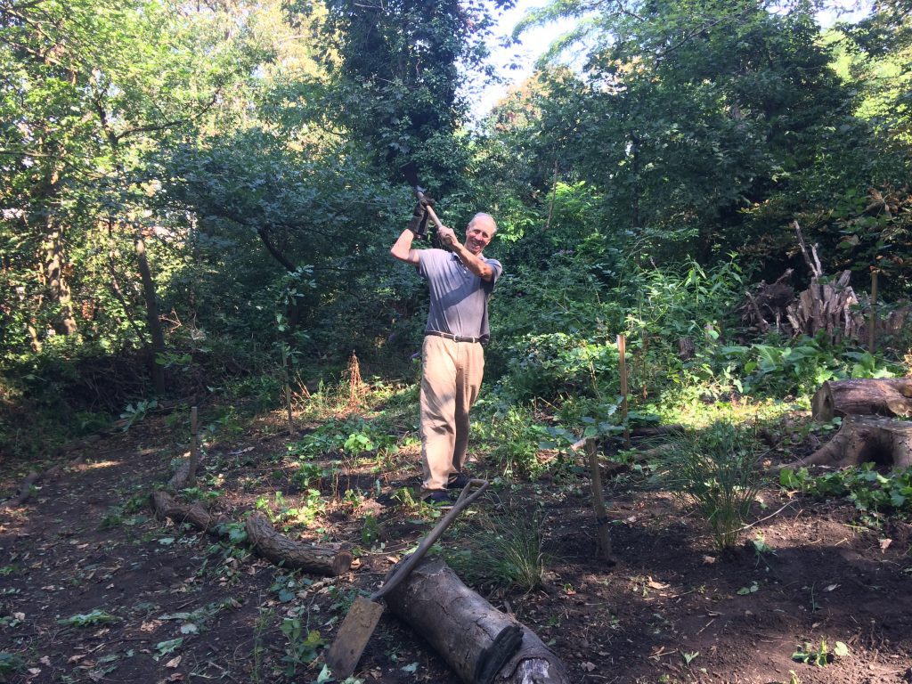 Tim Barnes clearing Robinia saplings