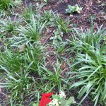Newly planted primroses among bluebells