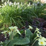 Primroses with three cornered leeks in the background
