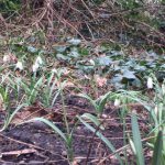 Recently planted snowdrops starting to flower