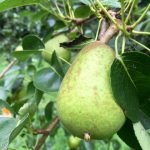 One of the many pears now growing