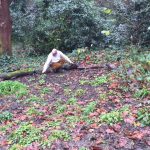 Tim Barnes clearing leaves from the flower area