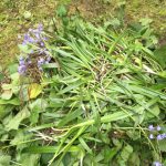 Removed Spanish Bluebells