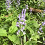 Spanish Bluebells