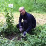 Westcombe Woodlands Chairman Tim Barnes at work weeding