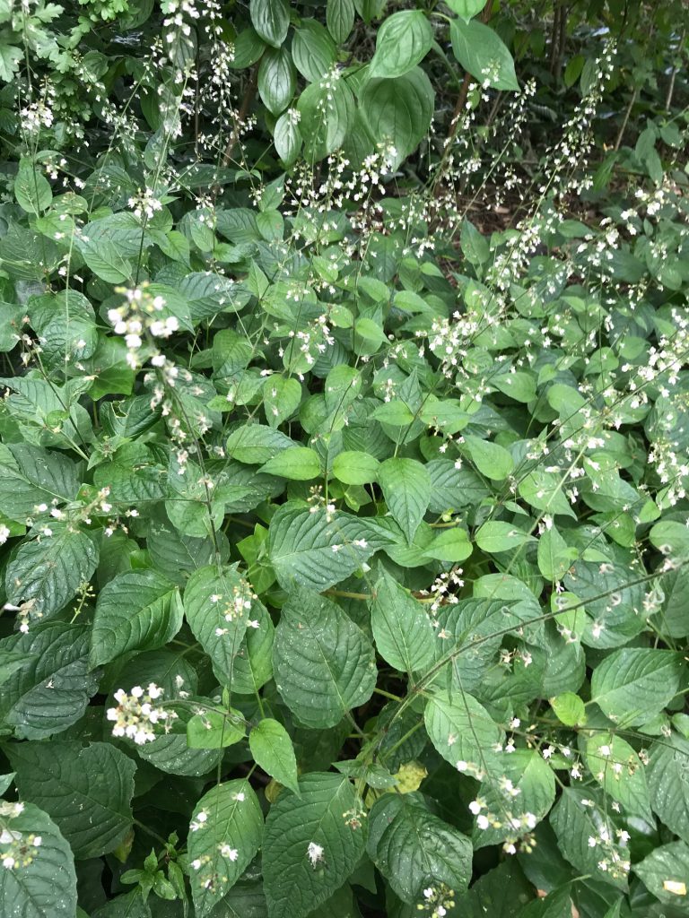 Enchanter's nightshade