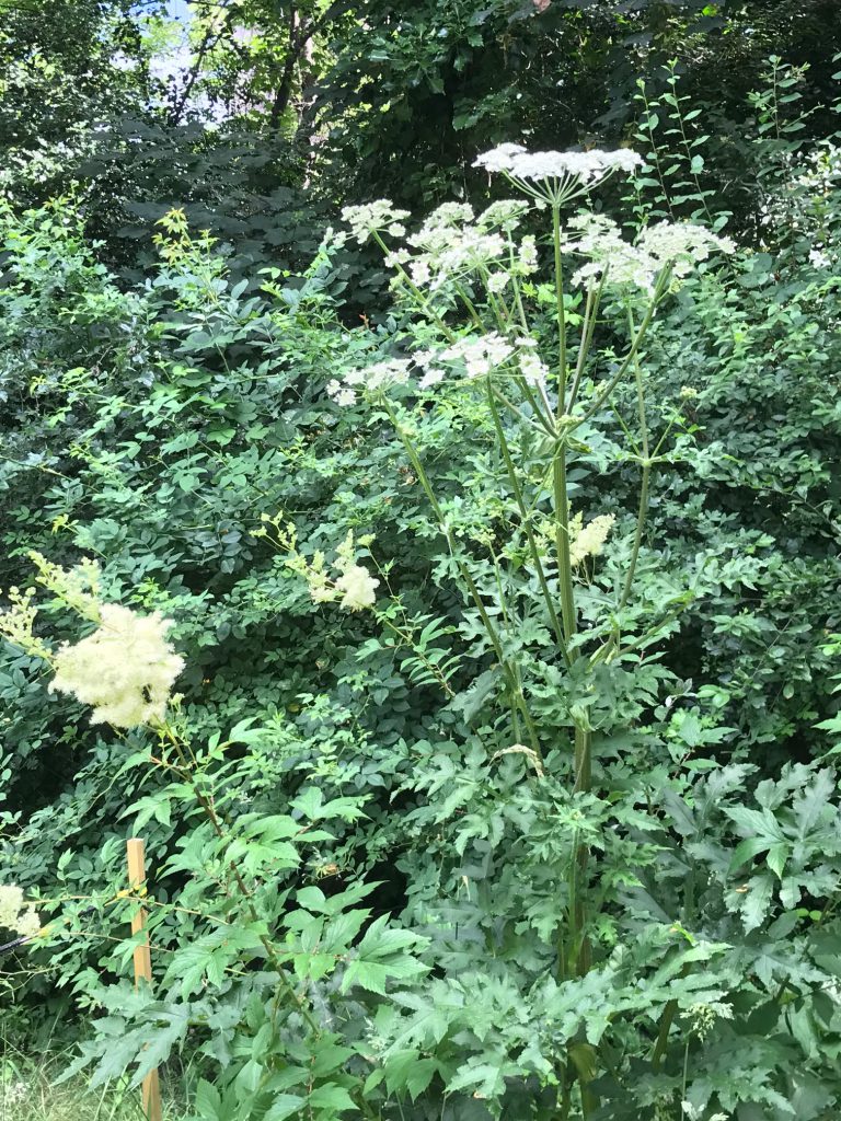 Meadowsweet and hogweed