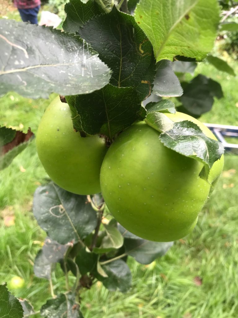 Ripe Bramley Apples