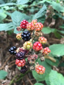 Volunteer Morning – Saturday 7th October 2023 @ Westcombe Woodlands