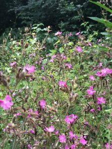 Greenwich & Bexley Community Hospital Open Gardens Festival @ Westcombe Woodlands