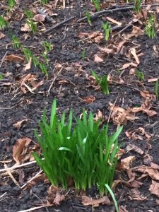 Volunteer Morning – Sunday 7th January 2024 @ Westcombe Woodlands