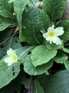 Volunteer Morning – Sunday 3rd March 2024 @ Westcombe Woodlands