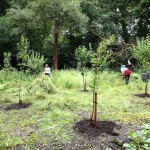 The Results of Weeding and Mulching